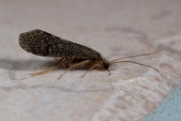 Une femelle (Trichoptre - Ecnomidae - Ecnomus tenellus) (G)